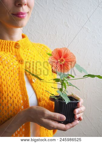 Flower In A Pot In The Hands Of Women. Abutilon Bella In The Pot