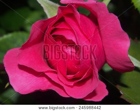 Blossoming Bud Of A Red Rose. Flower Blooming On A Bush. Red Petals.
