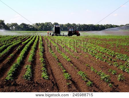 Watering The Field Tomato. Agroculture. A Photo