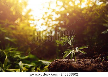 Bush Marijuana Cannabis On Blurred Background At Sunset.