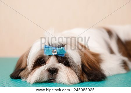 Shih Tzu Puppy Dog Sits On Groomer Table With Hairpin Adornment On His Head