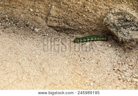 On The Sand In The Deepening The Green Shaggy Multinucle Caterpillar Crawls