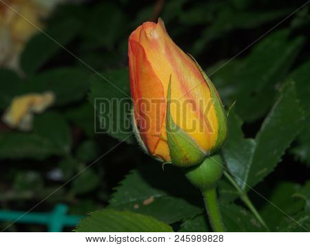 The Blossoming Bud Of Pink Roses. Garden Flower.