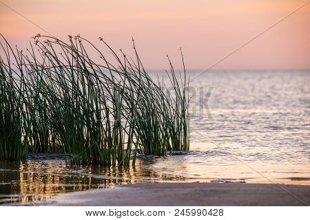 Sedge Bush On The Sea Bay Shore.