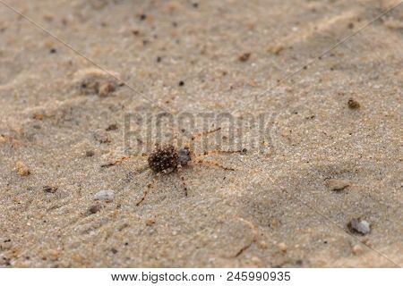Mother Wolf Spider Or Lycosa Singoriensis With A Lot Of Babies On Her Back.