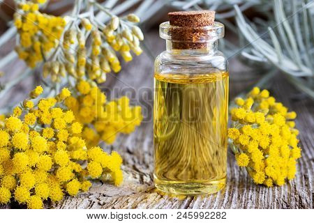 A Bottle Of Essential Oil With Fresh Blooming Helichrysum Italicum Plant