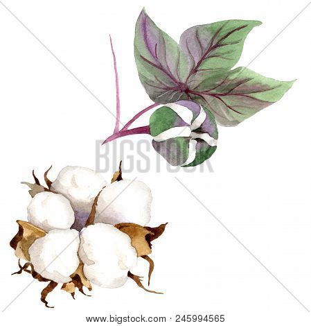 Soft Cotton. Floral Botanical Flower. Wild Spring Leaf Wildflower Isolated. Aquarelle Wildflower For