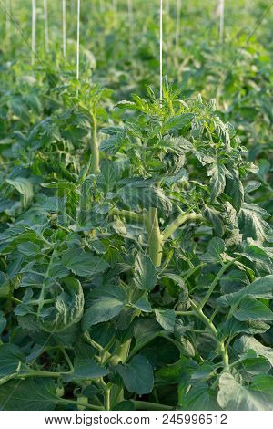 Bio Farming In Italy, Cultivation Of Tomatoes In Greenhouse, Agriculrutal Region Near Fondi, Lazio,