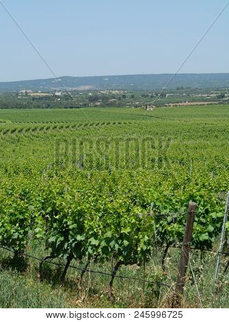 Big Vineyards With Rows Of Wine Grapes Plants In Great Wine Region Of South Italy Apulia