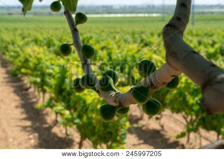Fig Tree On Big Vineyards With Rows Of Wine Grapes Plants In Great Wine Region Of South Italy Apulia