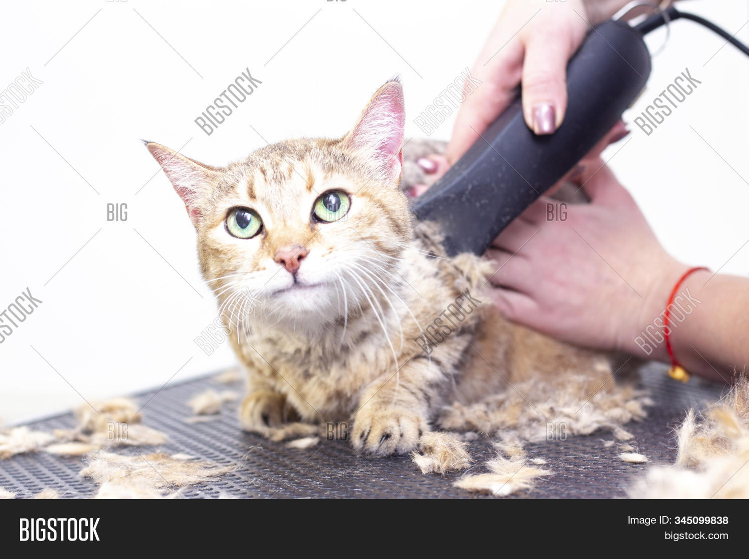 Groomer Cut Cat Hair Image & Photo (Free Trial) Bigstock