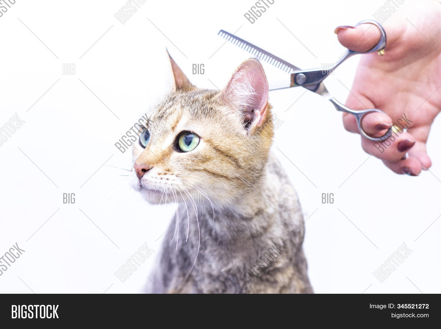 Groomer Cuts Cat Hair Image & Photo (Free Trial) Bigstock