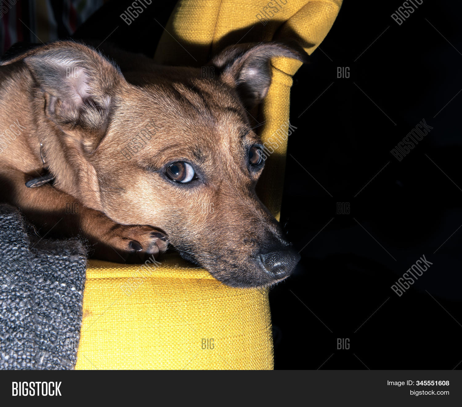 cute mongrels