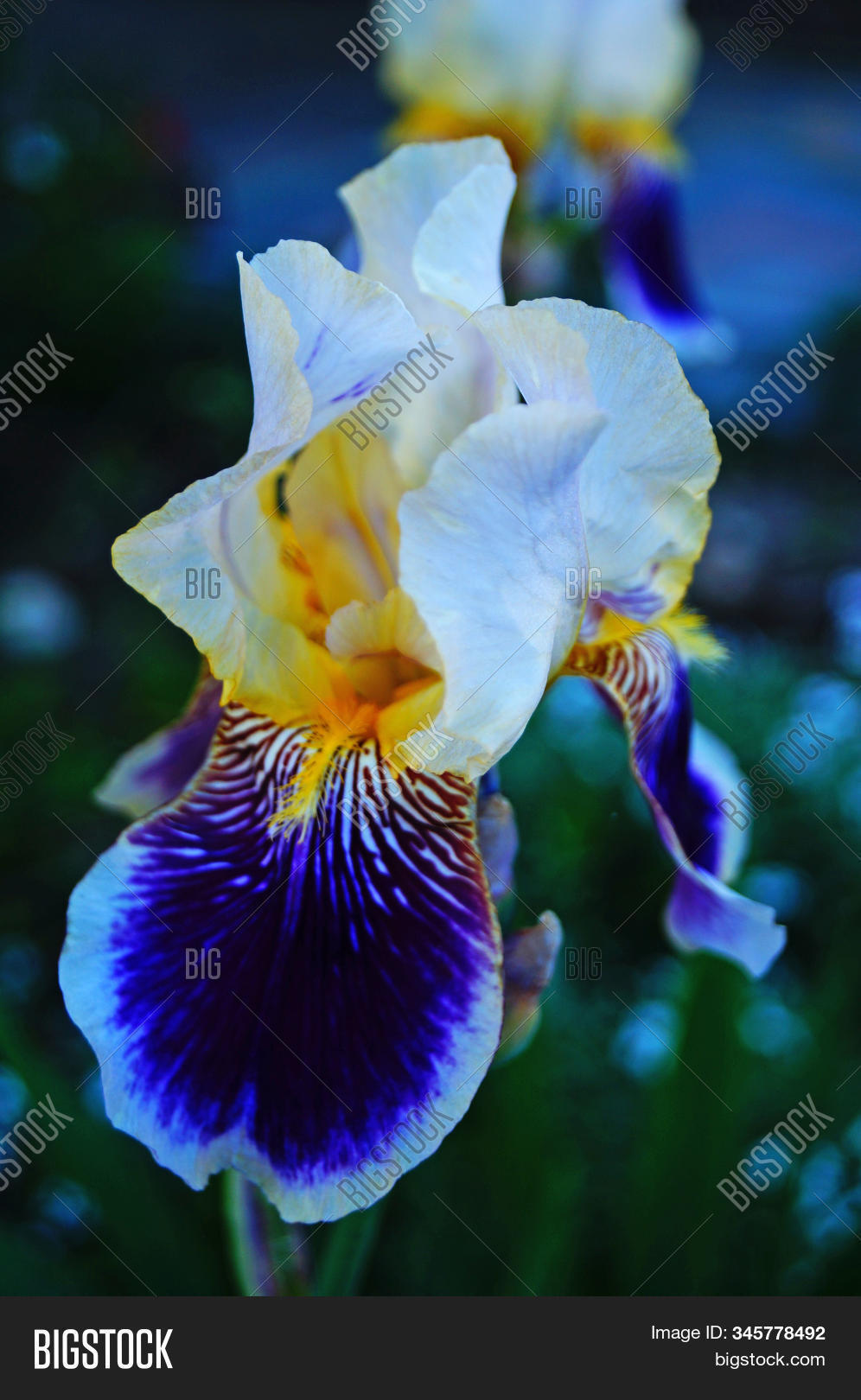 Iris Flowers Buds Image Photo Free Trial Bigstock