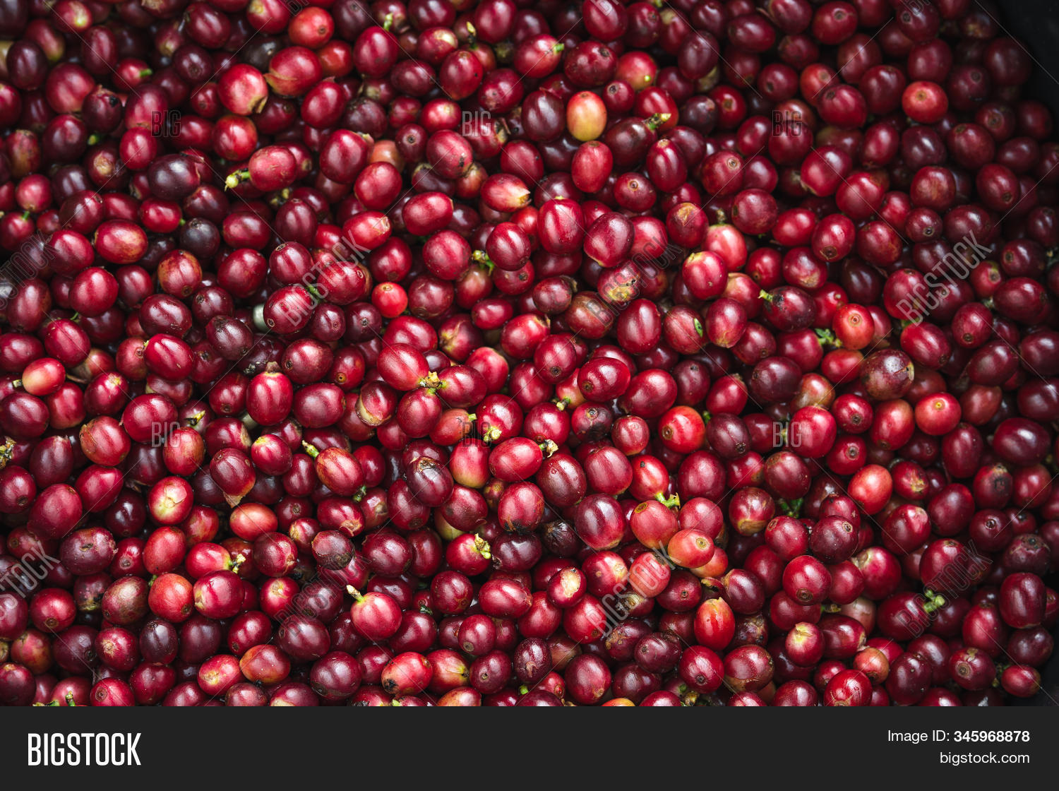 Fresh Red Coffee Red Image & Photo (Free Trial) Bigstock