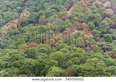 Colors Of Nature: Trees In Different Shades Of Green And Brown, In Valle De Bravo, Mexico
