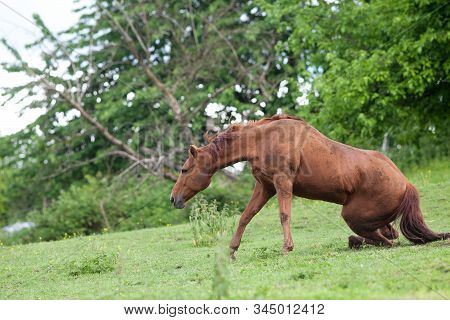 Horse Accident On Meadow. Horse Slid And Fall Down