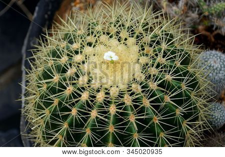 A Large Golden Ball Cactus With Sharp Thorns