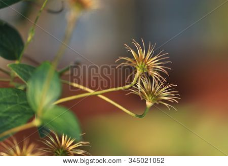 Art Photo Of A Dried Clematis Flower On A Polichrome Blurred  Background.
Natural Abstraction