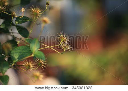 Art Photo Of A Dried Clematis Flower On A Polichrome Blurred  Background.
Natural Abstraction