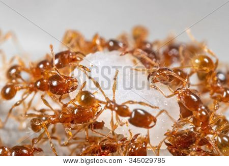 Macro Photography Of Group Of Pheidole Pallidula Ants Help Each Other To Transport Food