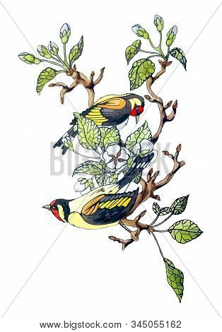 Vector Stock Illustration Of Couple Bird On Apple Branch, White Blossom Spring Flower, Green Leaves.
