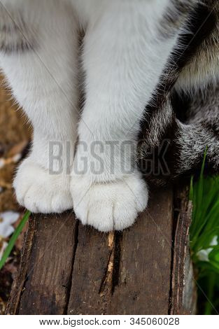 Close-up Two Feline White Paws Of A Sitting Cat On Wooden Gray Bars