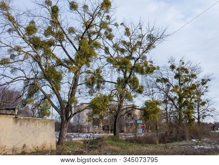 Mistletoe Parasite Plants On  Trees In Winter