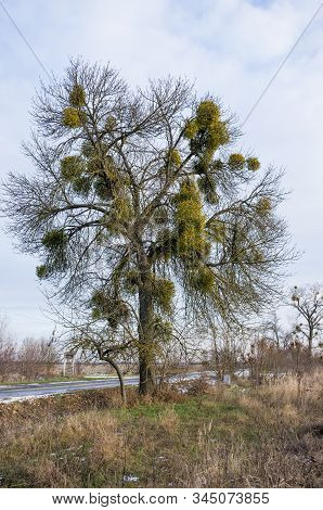 Mistletoe Parasite Plants On  Trees In Winter