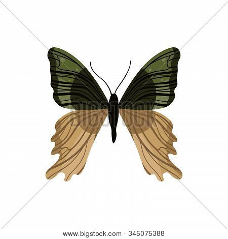 Beautiful Bright And Colorful Butterfly. Vector Illustration For Your Graphic Design. For Design Car