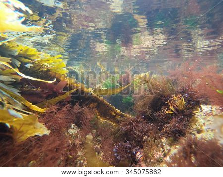 Macro View Of Micro Plants Colorful Plants In The Sea