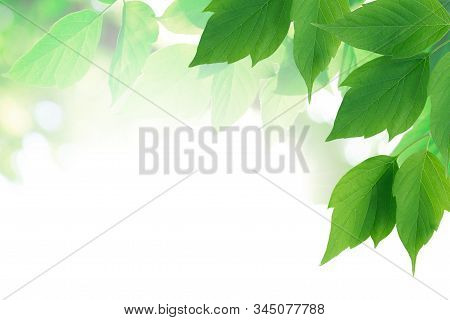 Ecology Concept. Nice Background Made From Freshness Green Leaves