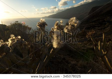 A Plant With Thorns In A Field With The Sea And Hills Under A Cloudy Sky On The Background