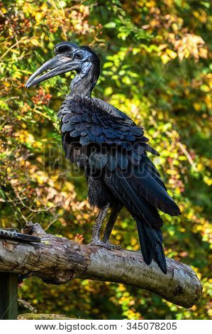 The Abyssinian Northern Ground Hornbill, Bucorvus Abyssinicus Or Northern Ground Hornbill Is An Afri