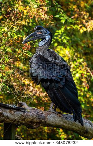 The Abyssinian Northern Ground Hornbill, Bucorvus Abyssinicus Or Northern Ground Hornbill Is An Afri