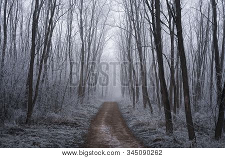 Landscape With Beautiful Fog. Brown Dirt Walkpath Go Through On A White Mysterious Winter Forest,  M