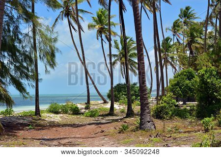 Palm Trees On The Ocean Shore, Paje, Zanzibar, Tanzania. Zanzibar Scenery
