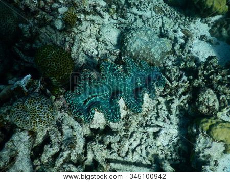Giant Clam On Ningaloo Reef At Coral Bay, Western Australia