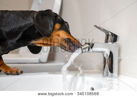 Black And Tan Dachshund Drinking Water From Steel Faucet Of White Washbasin Bidet In The Bathroom. H