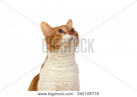 Adult brown and white cat with overweigh isolated on a white background