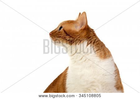 Adult brown and white cat with overweigh isolated on a white background