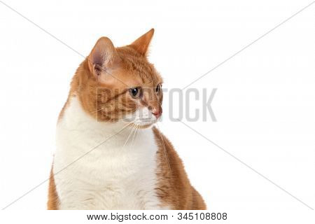 Adult brown and white cat with overweigh isolated on a white background