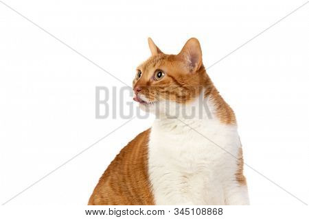 Adult brown and white cat with overweigh isolated on a white background