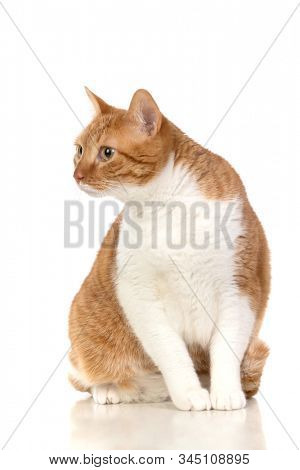 Adult brown and white cat with overweigh isolated on a white background