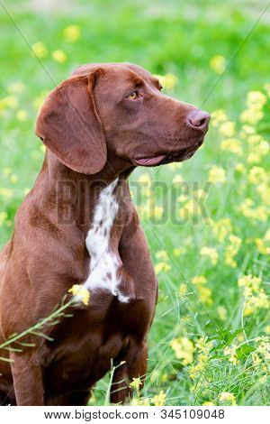 Beautiful Brown Braco German Shorthair in a bloosom meadow