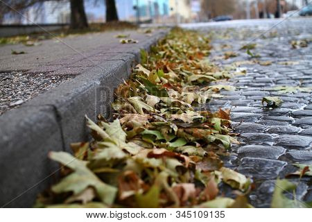 Autumn Oak Leaf Fall On The Ground