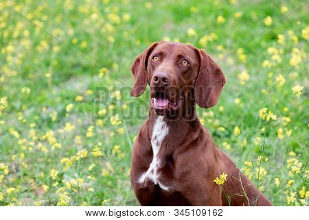 Beautiful Brown Braco German Shorthair in a bloosom meadow