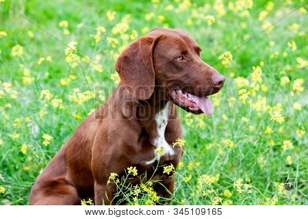 Beautiful Brown Braco German Shorthair in a bloosom meadow
