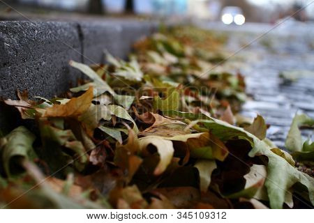 Autumn Oak Leaf Fall On The Ground