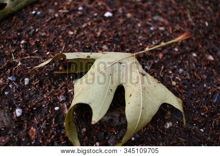 Autumn Oak Leaf Fall On The Ground